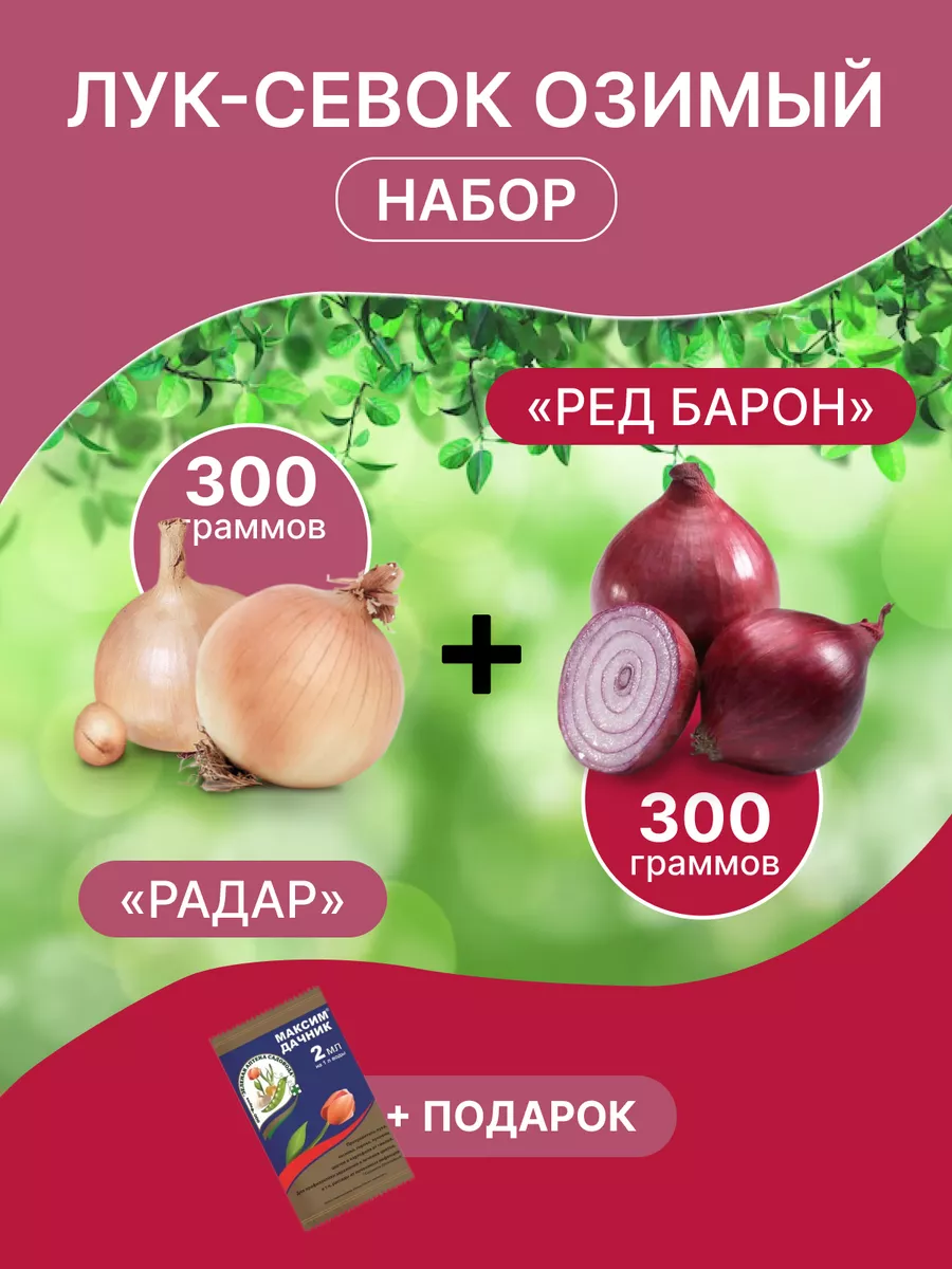 Лук озимый акадо