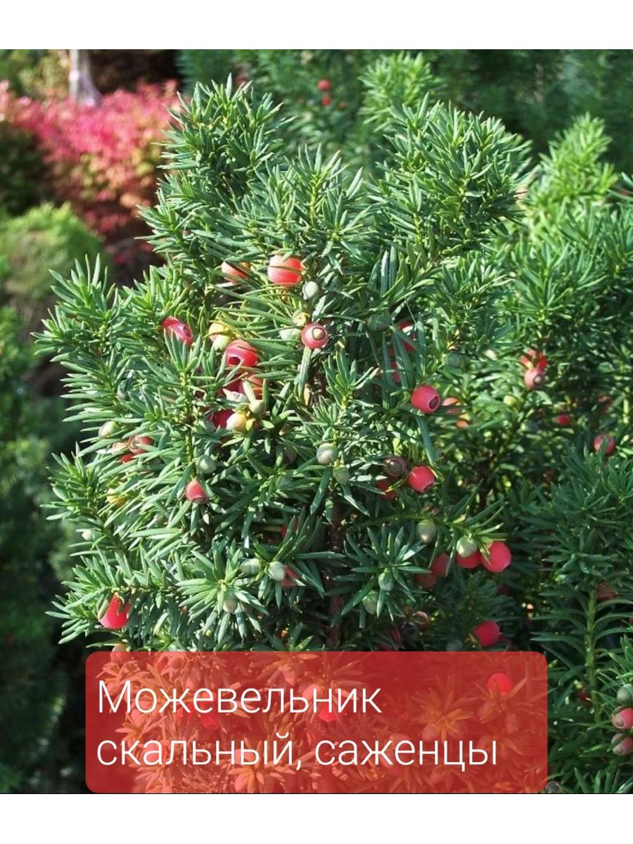 Тисс baccata Hicksii