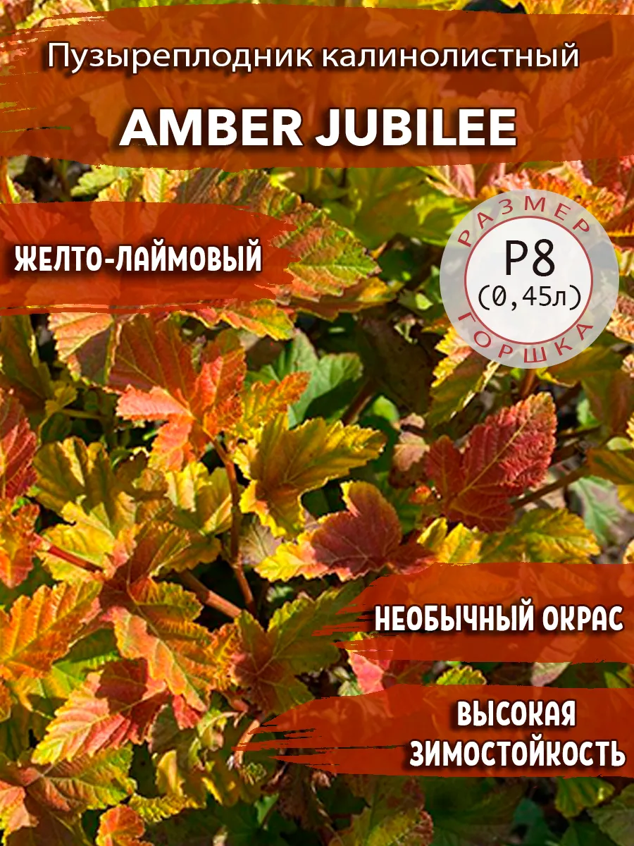 Пузыреплодник калинолистный Amber Jubilee Садовые Растения 176137494 купить  в интернет-магазине Wildberries