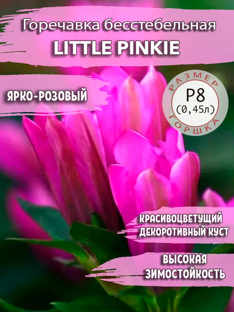 Горечавка бесстебельная Little Pinkie Садовые Растения 176205159 купить в  интернет-магазине Wildberries