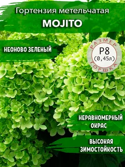 Гортензия метельчатая Mojito Садовые Растения 176217306 купить за 405 ₽ в интернет-магазине Wildberries