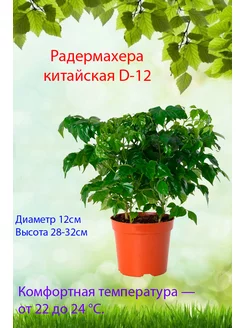 Комнатное растение Радермаxера китайская D-12 Это наш сад 176246100 купить за 1 445 ₽ в интернет-магазине Wildberries