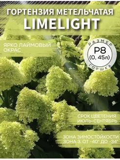 Гортензия метельчатая Limelight Рай растений 176398866 купить за 410 ₽ в интернет-магазине Wildberries