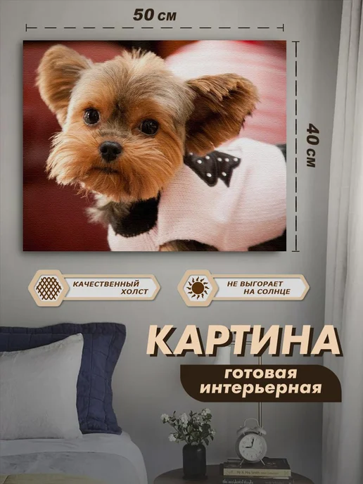 Купить Собаку Мелкой Породы В Тюмени
