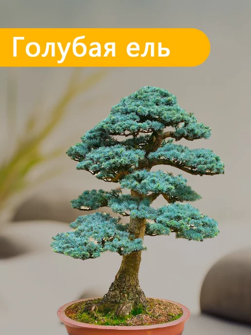 Кофейное дерево