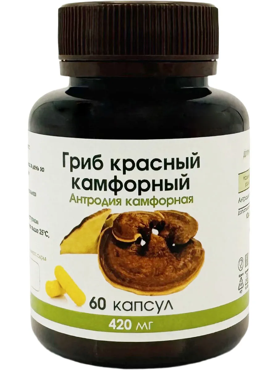 Антродия камфорный гриб