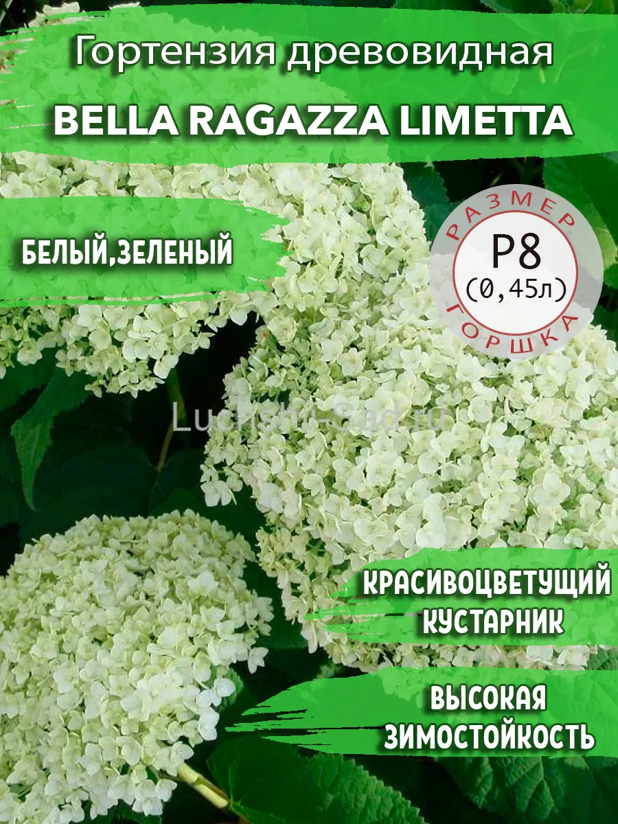 Гортензия древовидная Bella Ragazza Limetta Садовые Растения 176547694  купить за 384 ₽ в интернет-магазине Wildberries