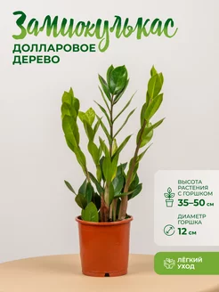 Замиокулькас D12 GRINOTEKA 176659818 купить за 1 512 ₽ в интернет-магазине Wildberries