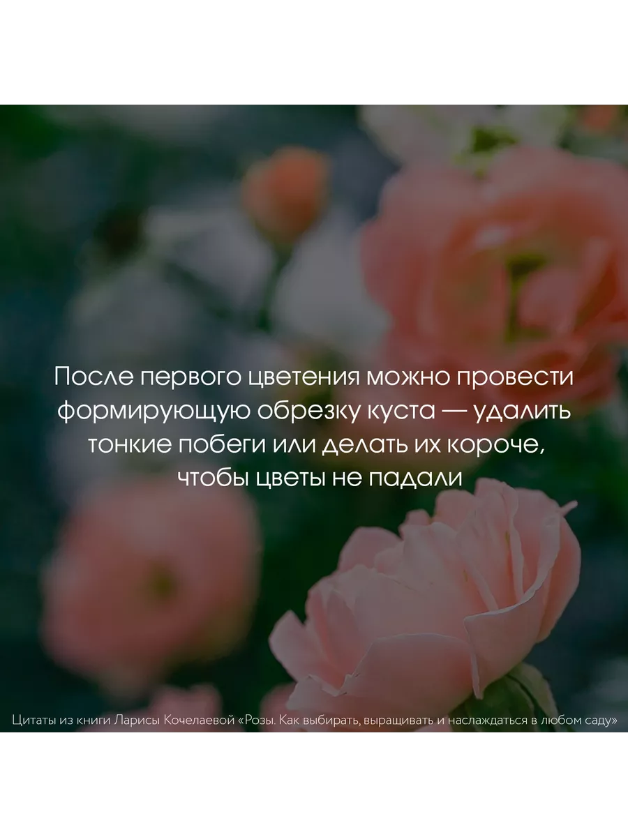 Розы. Как выбирать, выращивать и наслаждаться в любом саду Издательство АСТ  176712428 купить за 1 166 ₽ в интернет-магазине Wildberries