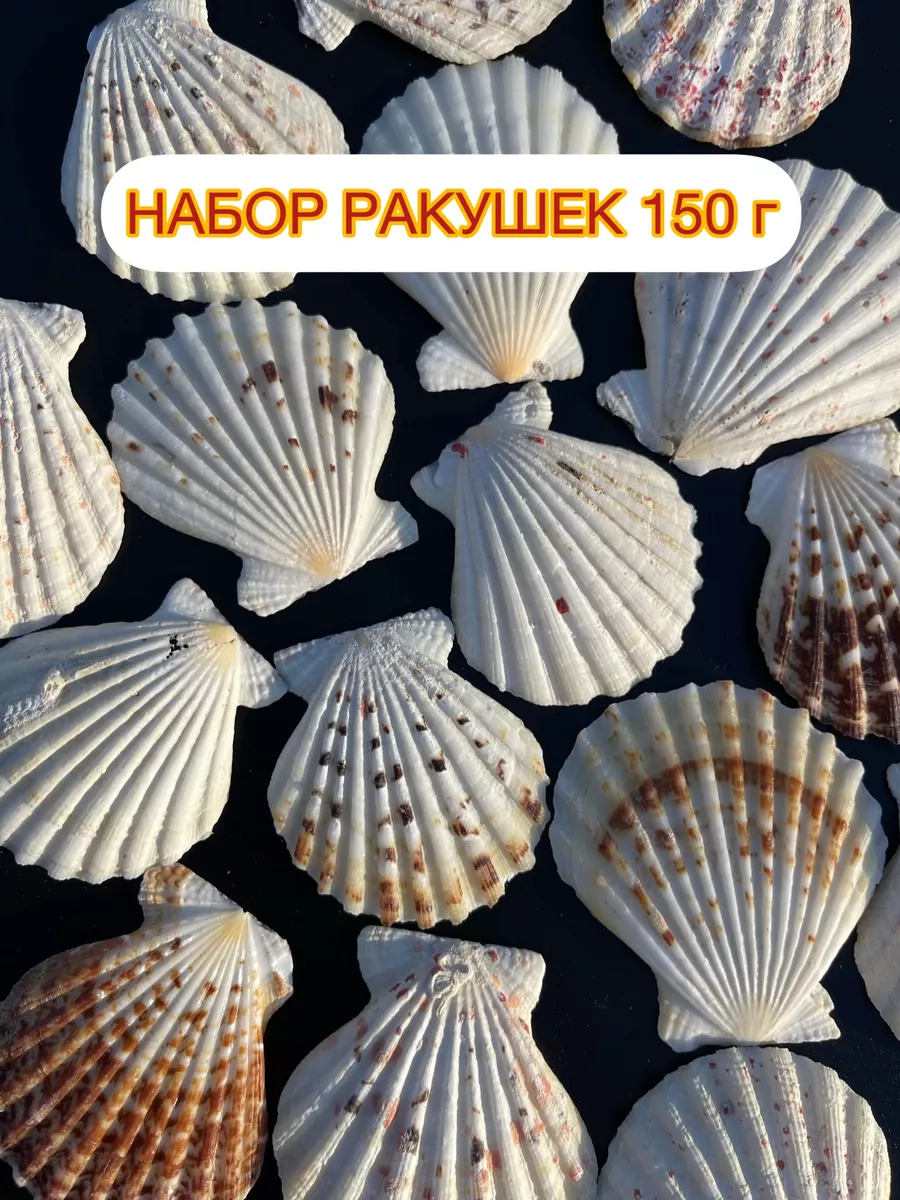 Поделки из ракушек морских для аквариума: идеи по изготовлению своими руками (43 фото)