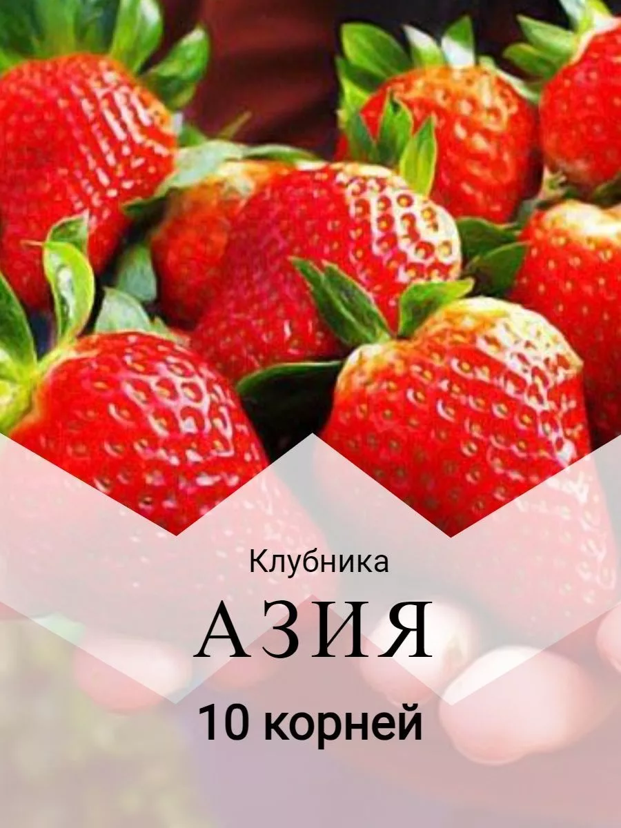 Клубника АЗИЯ 10 корней 176775224 купить за 420 ₽ в интернет-магазине  Wildberries