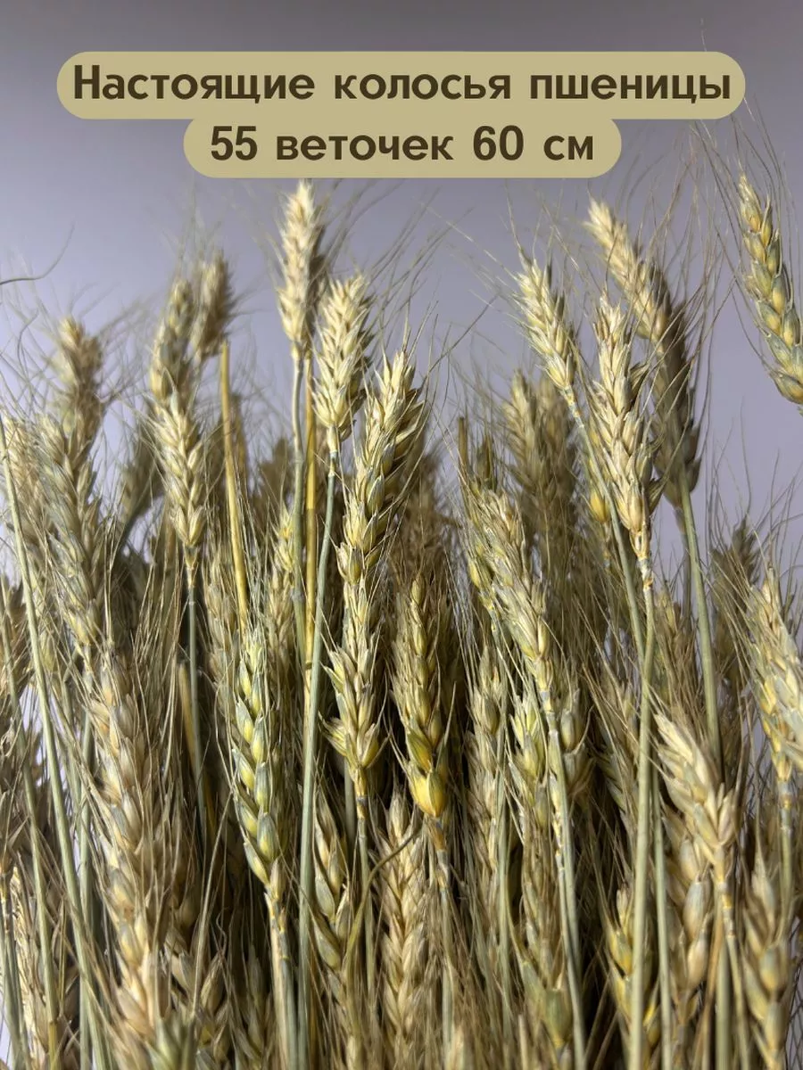 Пшеница в интерьере (61 фото)