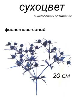 Сухоцвет синеголовник Анмавида 176890804 купить за 260 ₽ в интернет-магазине Wildberries