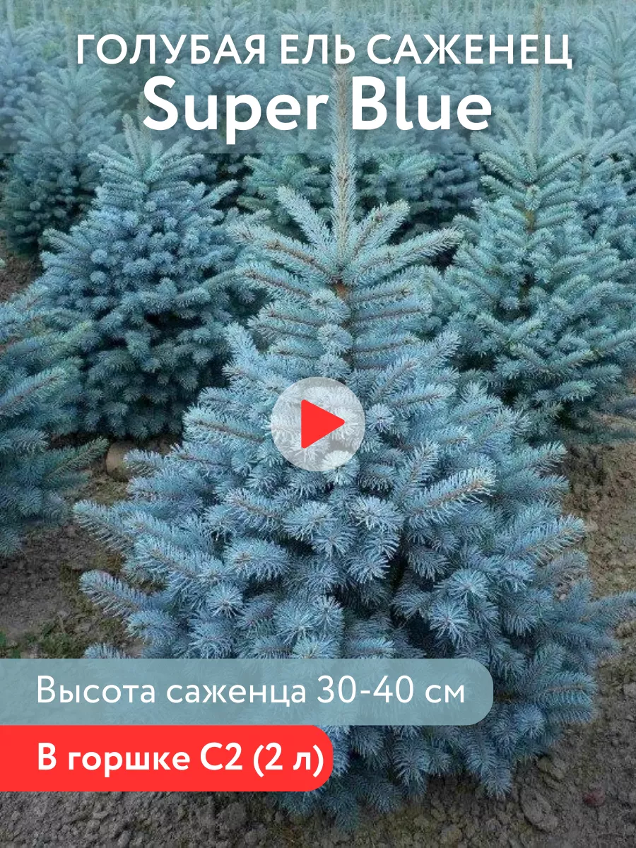 Ель голубая саженец Super Blue. Хвойные деревья Декоративные кустарники  176980983 купить в интернет-магазине Wildberries