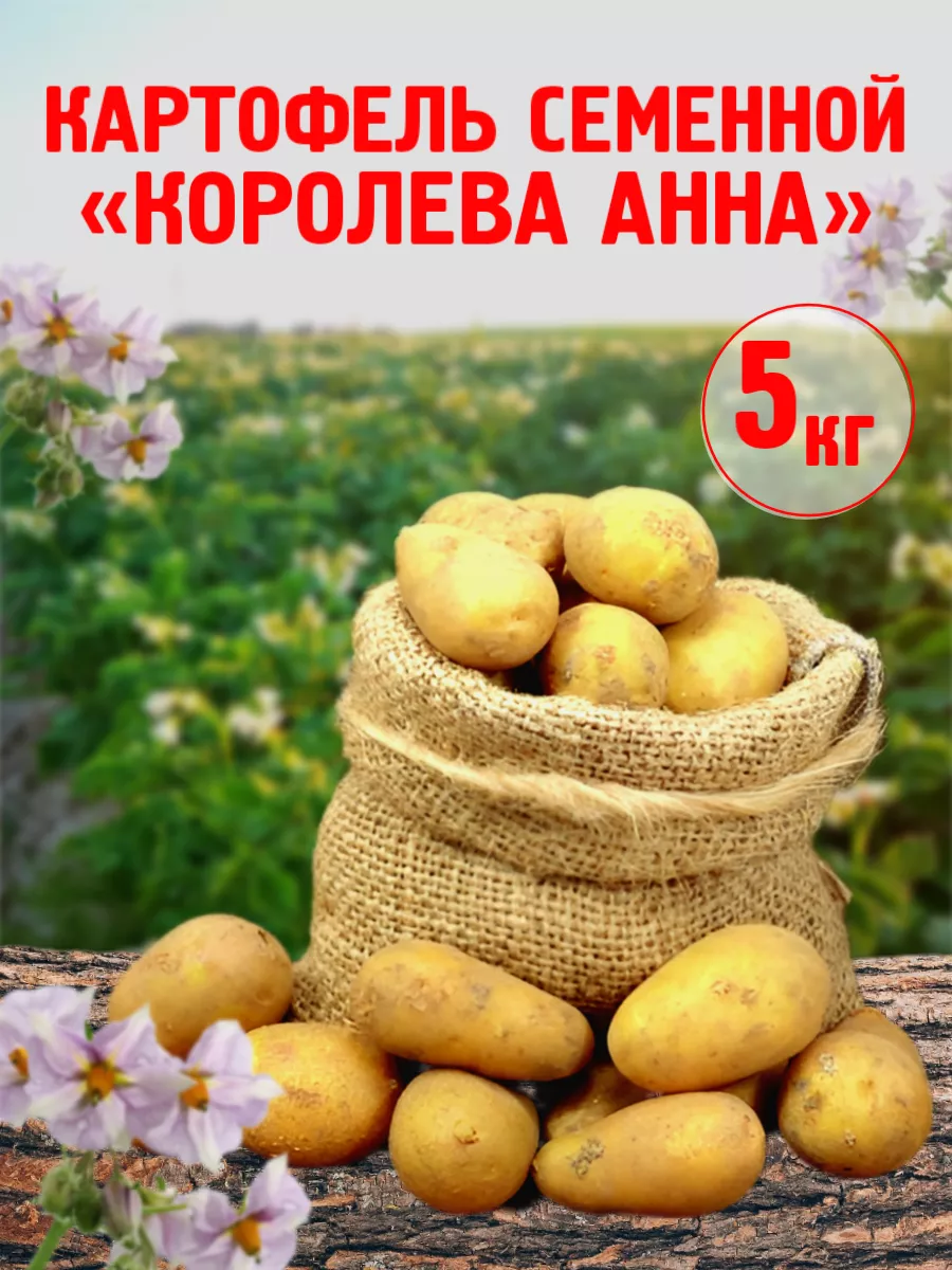 Картофель Королева Анна Gold of Chuvashia 177059418 купить в  интернет-магазине Wildberries