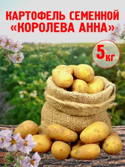 Картофель Королева Анна Gold of Chuvashia 177059418 купить за 622 ₽ в интернет-магазине Wildberries