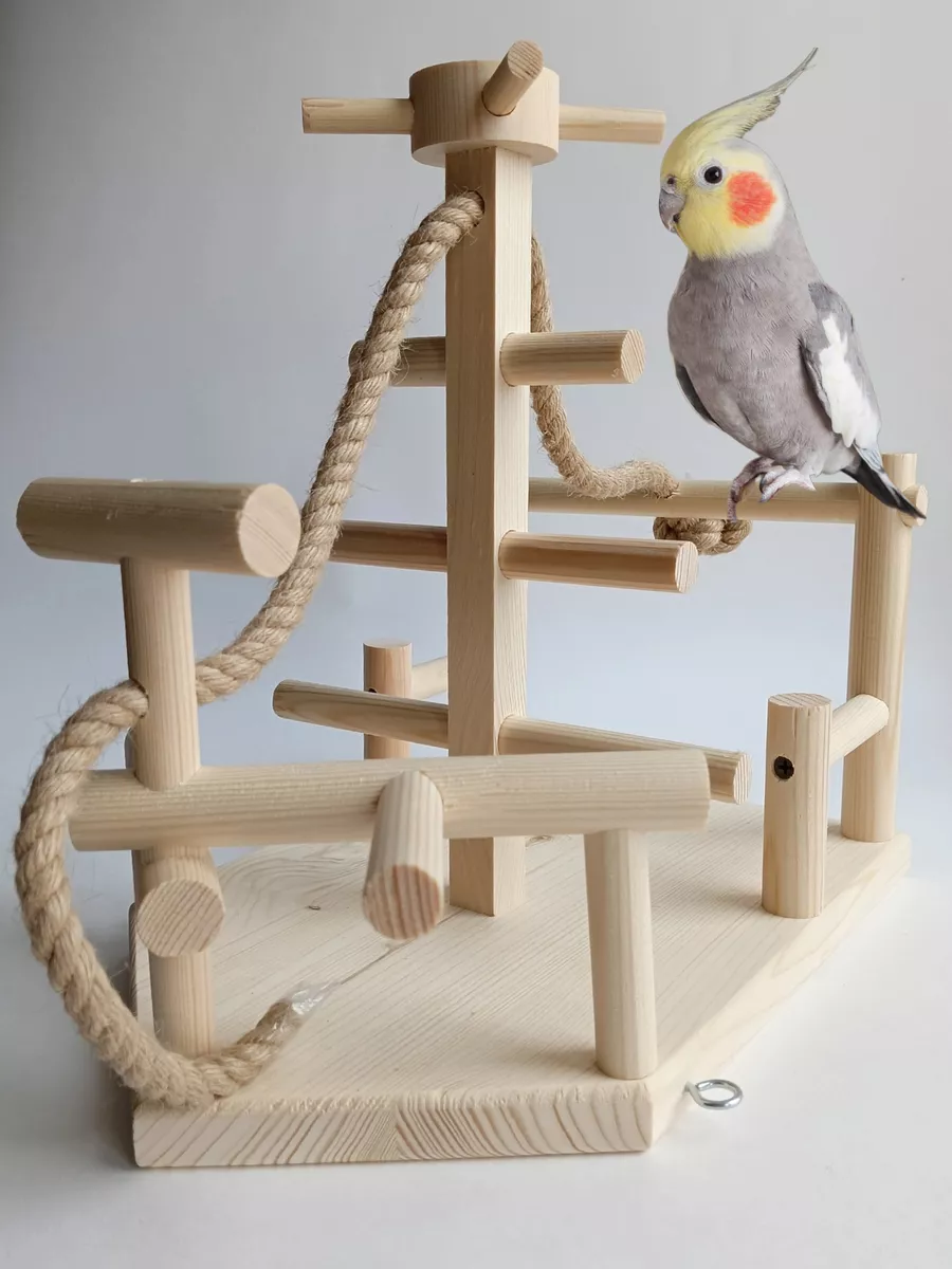 Игрушки для попугая: чем развлечь питомца - Заповедник