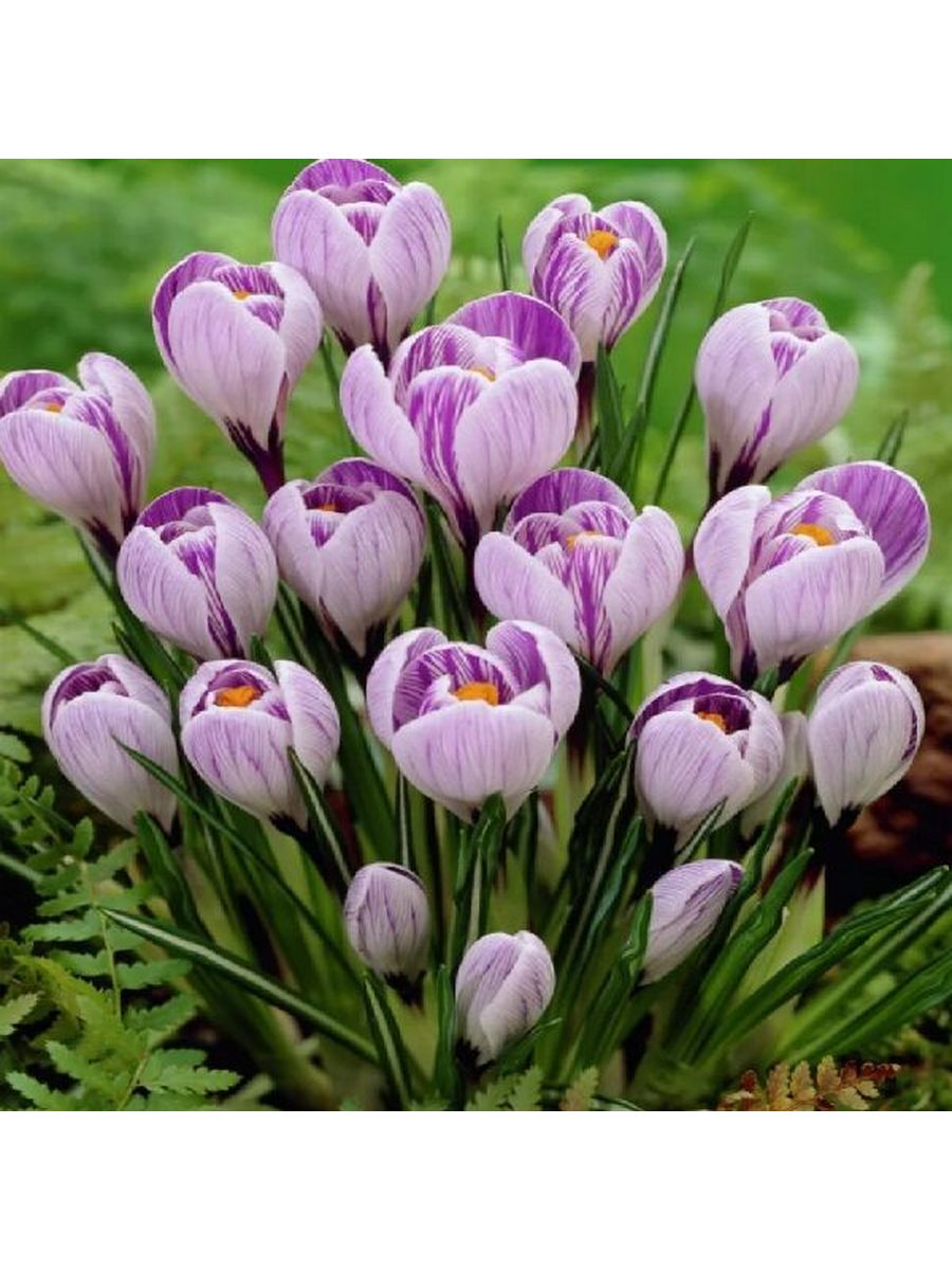 Как можно отнять жизнь крокус. Цветок Крокус Пиквик. Крокус крупноцветковый Pickwick. Крокус весенний Пиквик. Крокус sativus (10 луковиц) Шафран осеннецветущий.