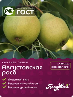 Саженец груши сладкой Августовская роса Питомник растений "Плодовый" 177133909 купить за 806 ₽ в интернет-магазине Wildberries