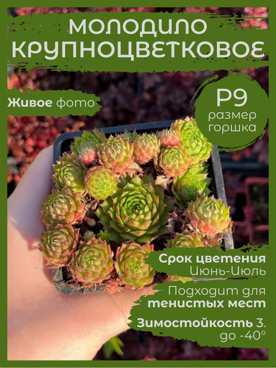 Суккулент Каменная роза Молодило Крупноцветковое Сад Натали 177174510  купить за 374 ₽ в интернет-магазине Wildberries