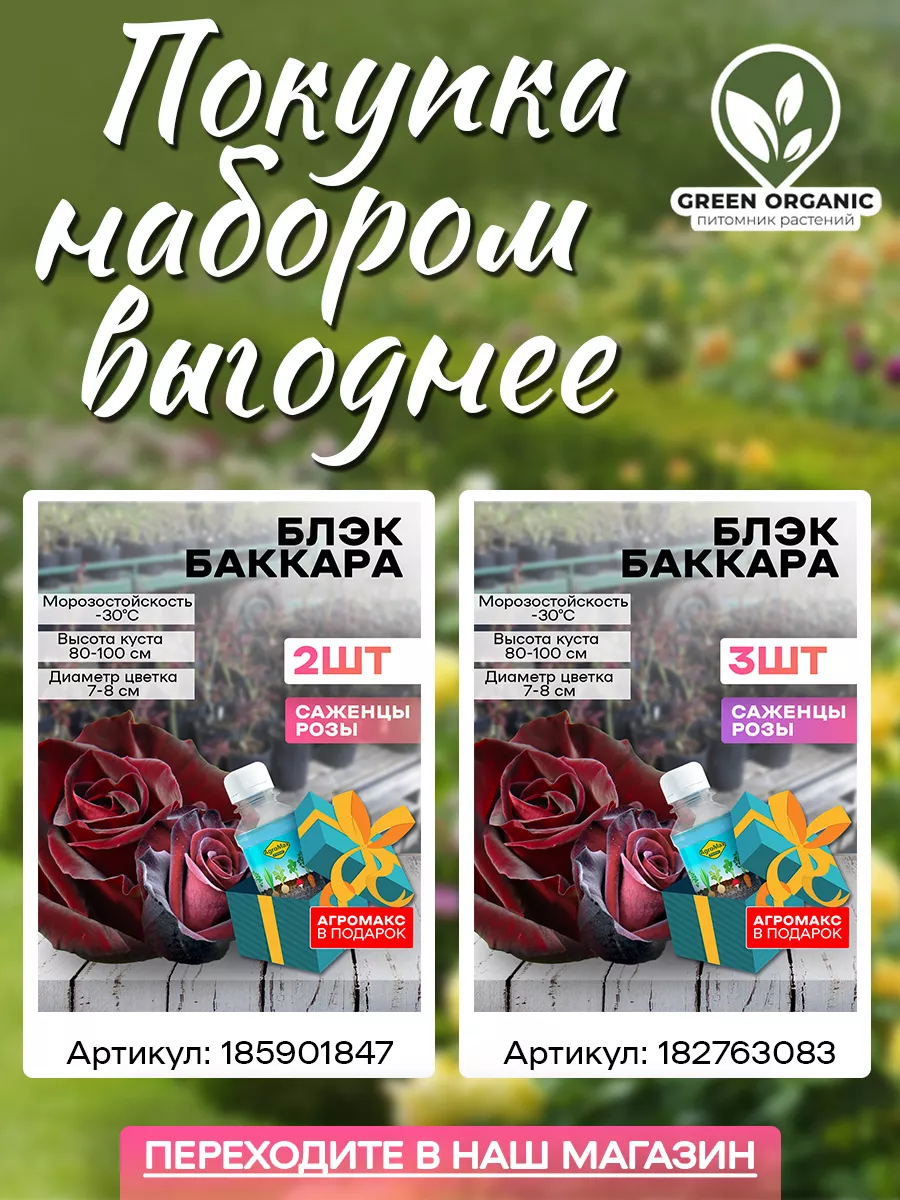 Роза Блэк Баккара 1 шт Green Organic 177216393 купить в интернет-магазине  Wildberries