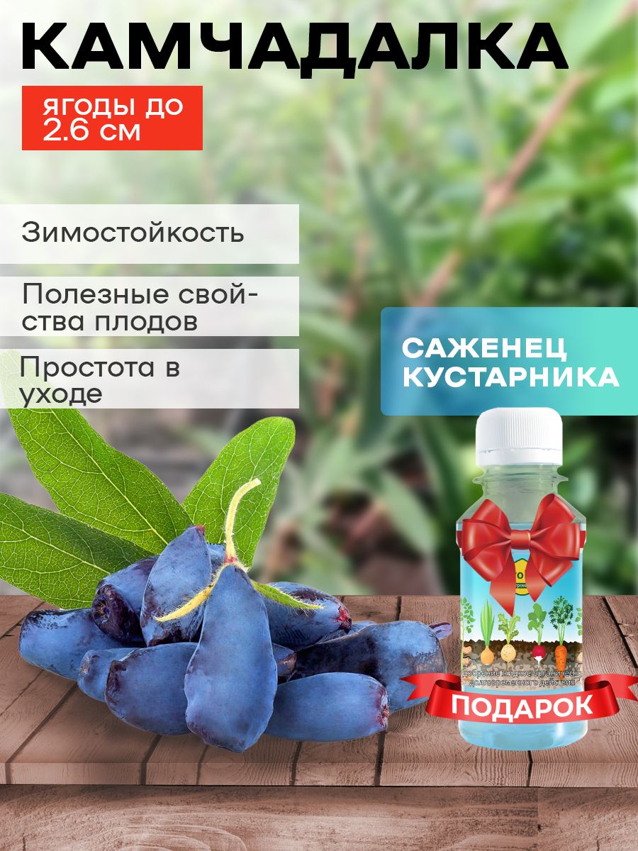 Сорт камчадалка. Жимолость Камчадалка. Камчадалка.