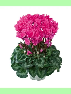 Цикламен (Cyclamen CURLY Fuchsia Vif 2471 ) Flower House 177270826 купить за 511 ₽ в интернет-магазине Wildberries