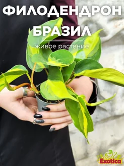 Филодендрон Сканденс Бразил (Philodendron Brazil) D6см Exotica 177408754 купить за 758 ₽ в интернет-магазине Wildberries