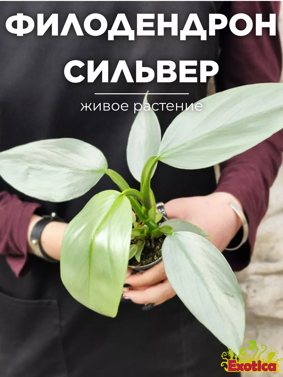 Филодендрон Сильвер Даст (Philodendron Silver Dust) D6см Exotica 177411902  купить за 1 166 ₽ в интернет-магазине Wildberries