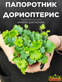 Папоротник Дориоптерис Кордата (Doryopteris Cordata) D5см Exotica 177414035 купить за 872 ₽ в интернет-магазине Wildberries