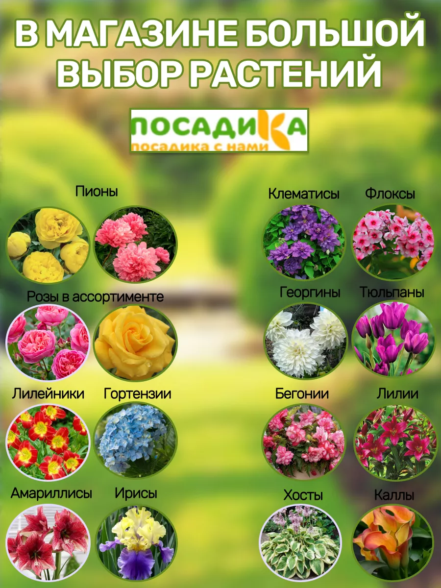 Хоста Саженцы Цветов Посадика 177472090 купить в интернет-магазине  Wildberries