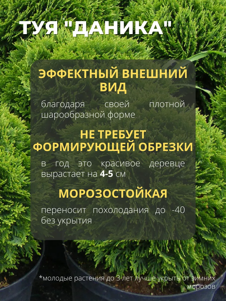 Туя шаровидная саженец Даника 2 штуки Туя Даника саженец 177474347 купить  за 704 ₽ в интернет-магазине Wildberries