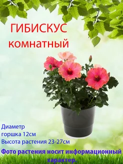 Гибискус комнатный, D12 Цветы в доме 177505598 купить за 2 511 ₽ в интернет-магазине Wildberries