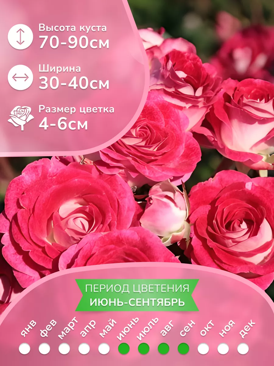 Розы саженцы флорибунда Шоне Кобленцерин Garden Seasons 177508548 купить в  интернет-магазине Wildberries