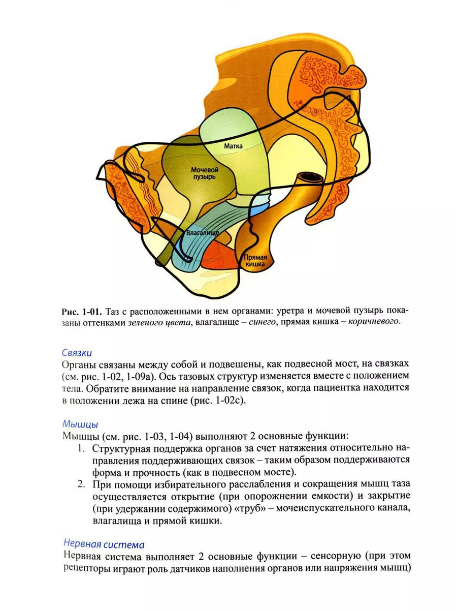 Строение женских половых органов