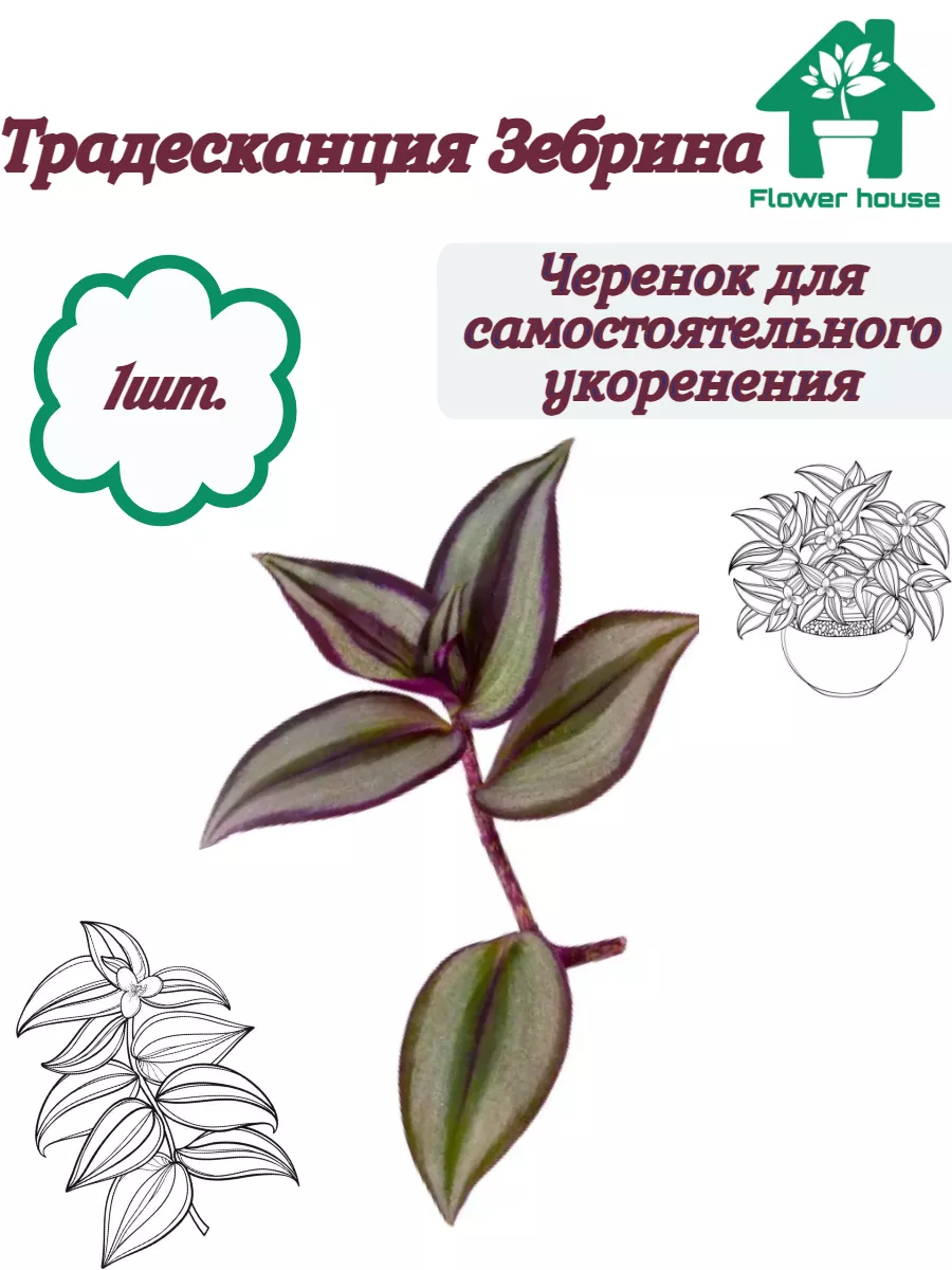 Традесканция Зебрина фиолетовая ( Черенок) Flower House 177708997 купить за  174 ₽ в интернет-магазине Wildberries