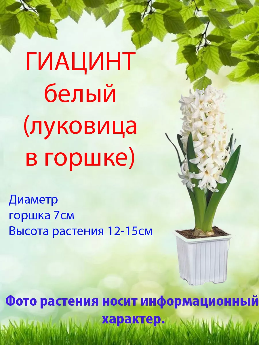 Гиацинт белый, луковица Цветы в доме 177740800 купить в интернет-магазине  Wildberries