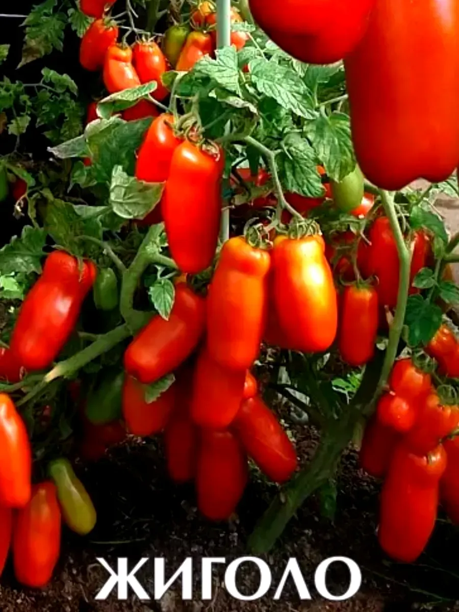Сорт томатов жиголо отзывы. Томат жигало партнер. Томат жиголо биотехника. Сорт томатов жигало. Семена помидор жигало.