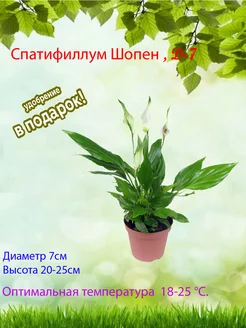 Комнатное растение Спатифиллум Шопен d-7 Это наш сад 178052206 купить за 1 279 ₽ в интернет-магазине Wildberries