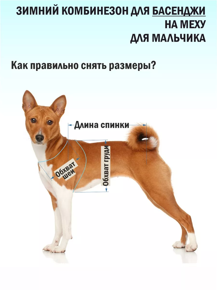 Like a Fox: Одежда для басенджи