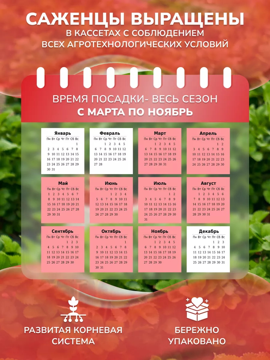 Саженцы клубники Джоли Garden Seasons 178163959 купить за 409 ₽ в  интернет-магазине Wildberries