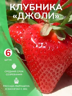 Саженцы клубники Джоли Garden Seasons 178163959 купить за 386 ₽ в интернет-магазине Wildberries