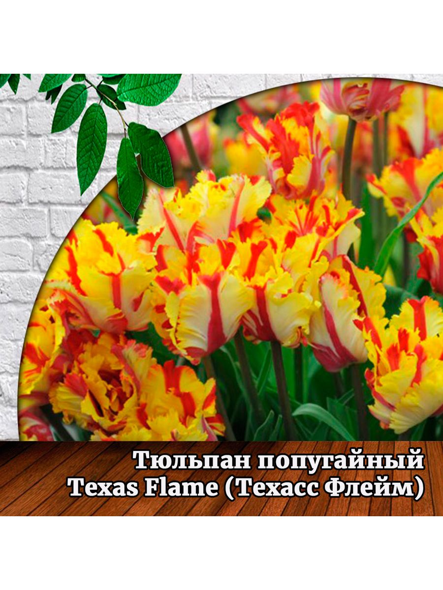 Texas Flame тюльпан. Texas Flame New тюльпан. Тюльпан Fringed Flamenco. Пеларгония грани бартер.