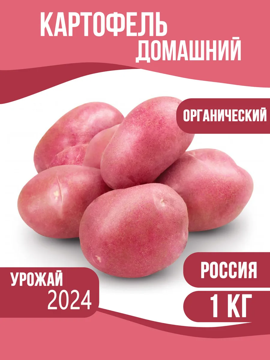 Картофель Чародей Купить Семена