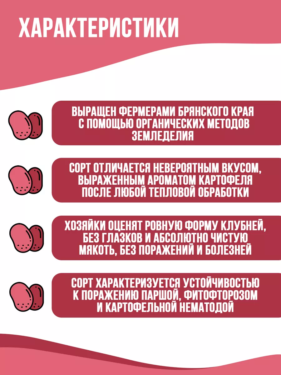 Домашний розовый картофель 1 кг Садовод 178209226 купить за 283 ₽ в  интернет-магазине Wildberries