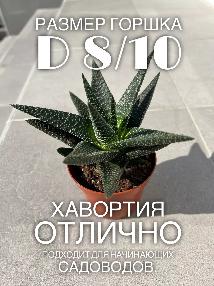 Хавортия Конколор живой цветок для декора Dila flowers G 178269579 купить  за 730 ₽ в интернет-магазине Wildberries