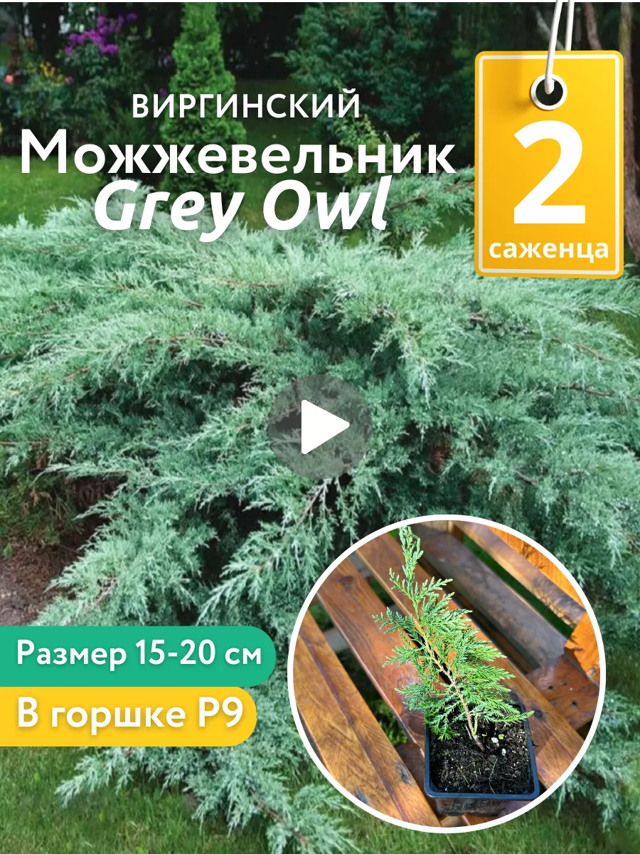 Можжевельник саженец виргинский Grey Owl P9- 2 шт Хвойные деревья 178271741  купить в интернет-магазине Wildberries