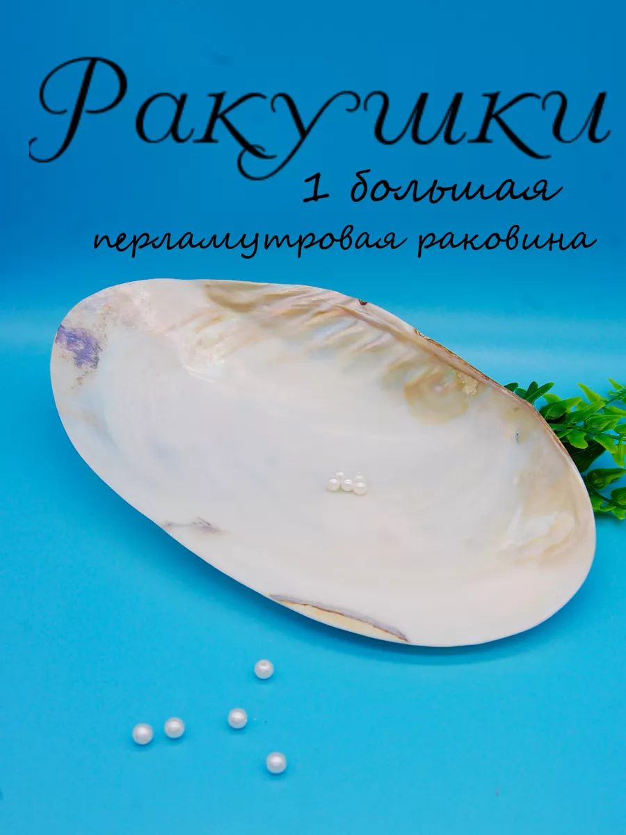 Ракушка 