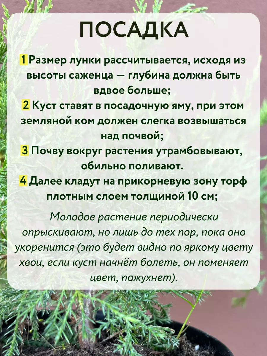 Можжевельник саженец Hetz виргинский С2 Хвойные деревья 178320755 купить в  интернет-магазине Wildberries