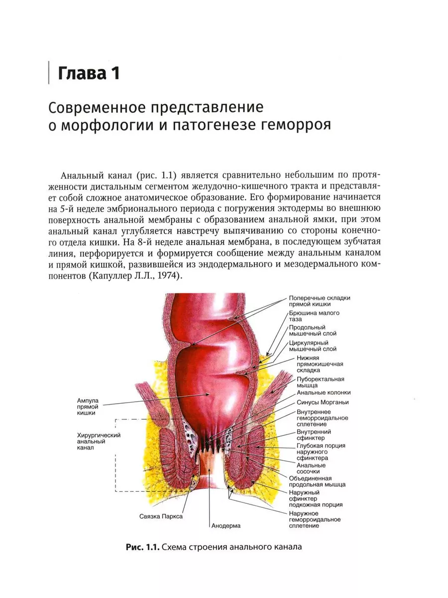 Анальные сосочки фото